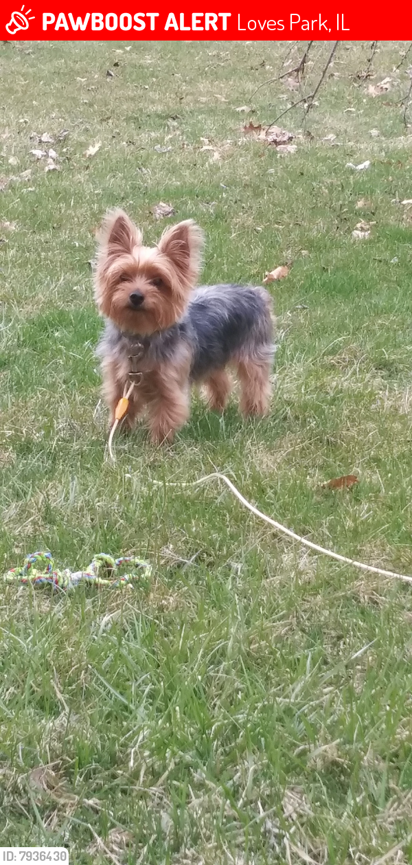 lost-male-dog-in-loves-park-il-61111-named-cooper-id-7936430-pawboost