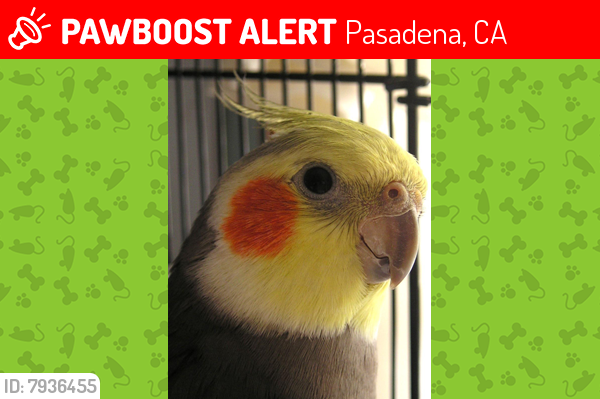 Lost Male Bird last seen Pasadena, Pasadena, CA 91101