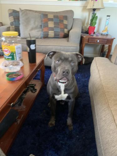 Lost Male Dog last seen Briarcliff rd and fernwood road, Montgomery, IL 60538