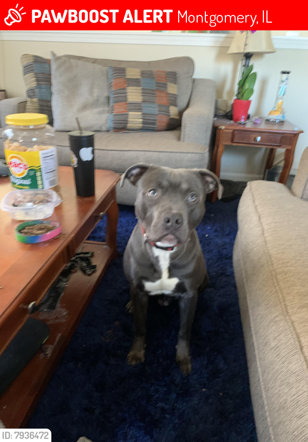 Lost Male Dog last seen Briarcliff rd and fernwood road, Montgomery, IL 60538