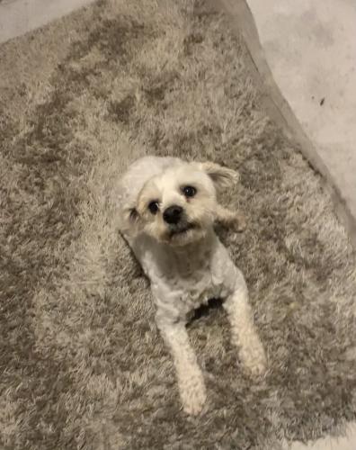 Lost Male Dog last seen Holly and N Date Ave , Rialto, CA 92376