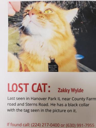 Lost Male Cat last seen COUNTY FARM AND STEARNS, Hanover Park, IL 60133