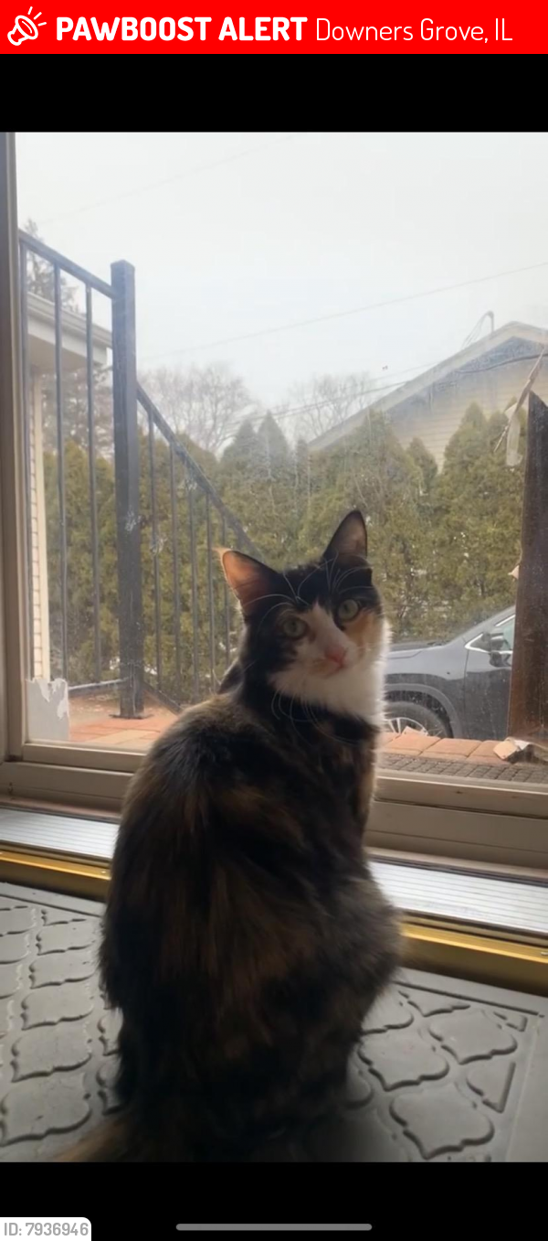 Lost Female Cat last seen 63rd and Belmont s near Autozone, Downers Grove, IL 60516