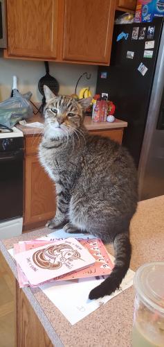 Lost Male Cat last seen Theodore And County Line, Plainfield, IL 60586