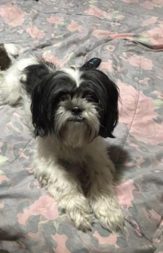 Lost Female Dog last seen Belmont ave and Keating Ave, Chicago, IL 60641
