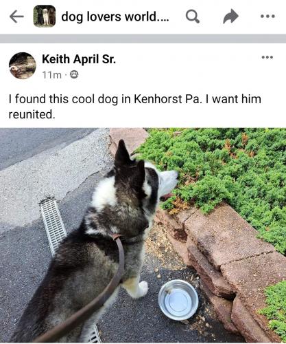 Found/Stray Male Dog last seen Broadway Blvd and Commonwealth Blvd, Kenhorst, Reading, PA 19607