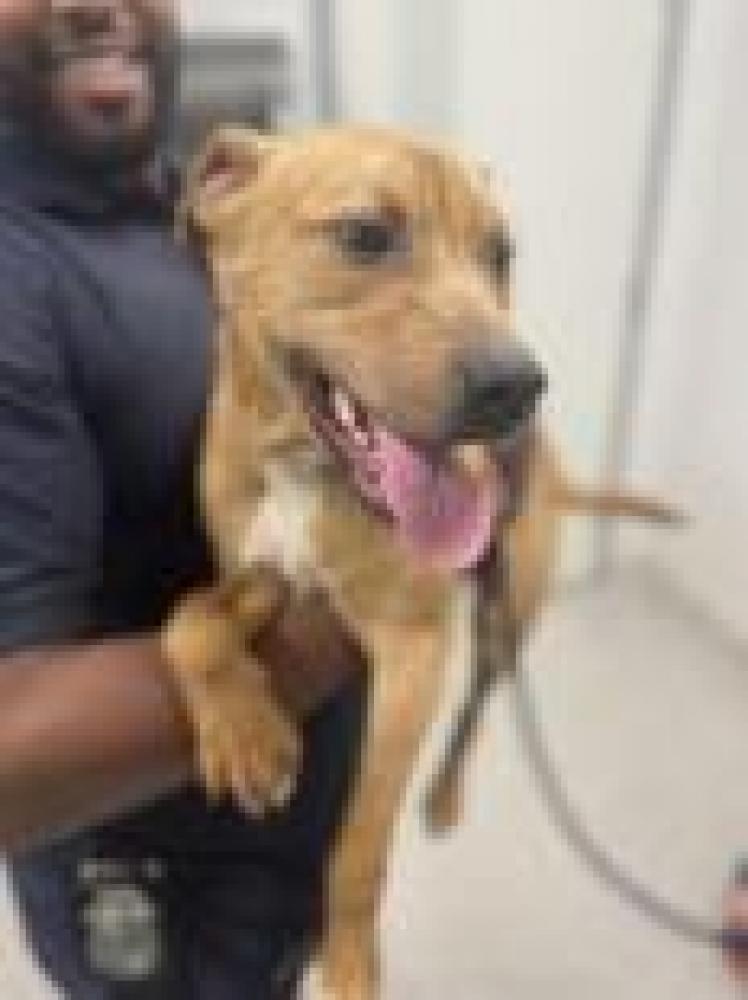 Shelter Stray Male Dog last seen , Baltimore, MD 21230