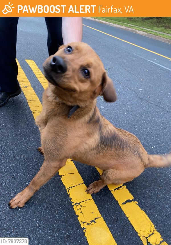 Found/Stray Unknown Dog last seen Olley lane, Fairfax, VA 22032