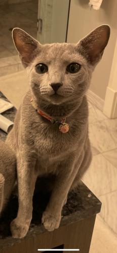 Lost Male Cat last seen Wrightwood park, Chicago, IL 60614