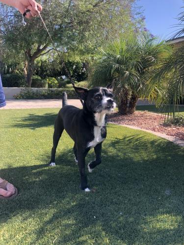 Found/Stray Male Dog last seen 10th St between Virginia Ave / Sheridan, Phoenix, AZ 85006