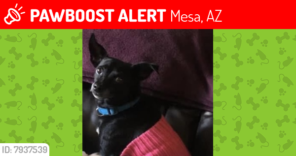 Lost Male Dog last seen Southern and Dobson , Mesa, AZ 85202