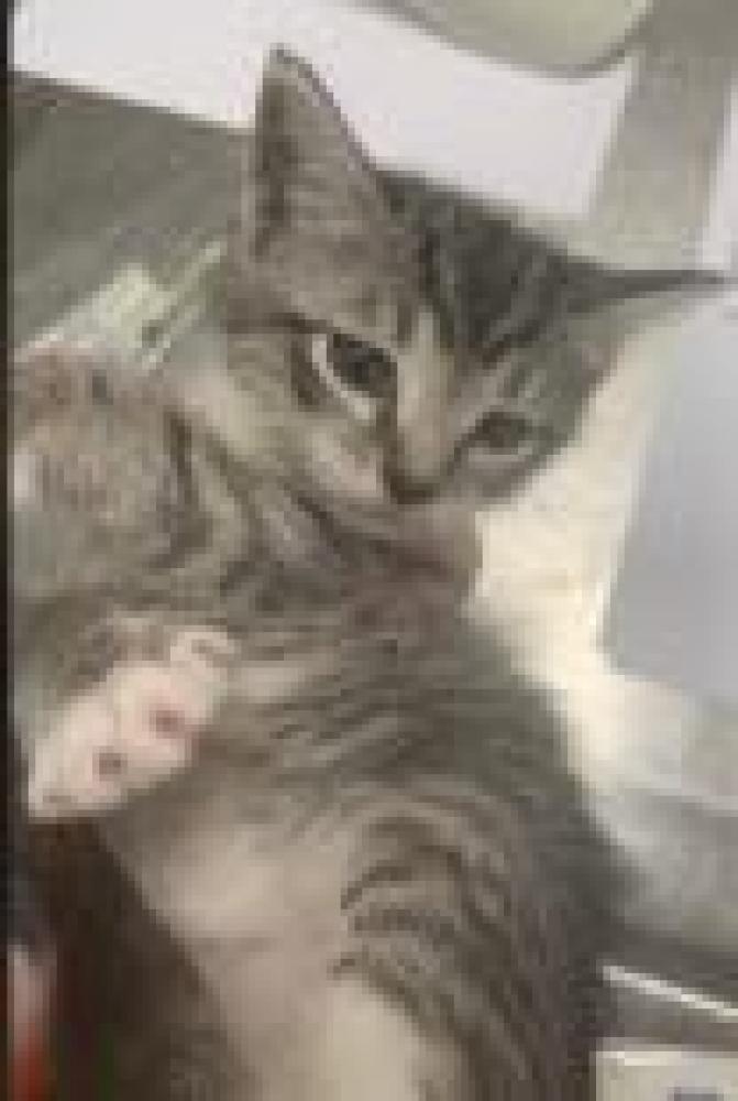 Shelter Stray Male Cat last seen Fairfax County, VA , Fairfax, VA 22032