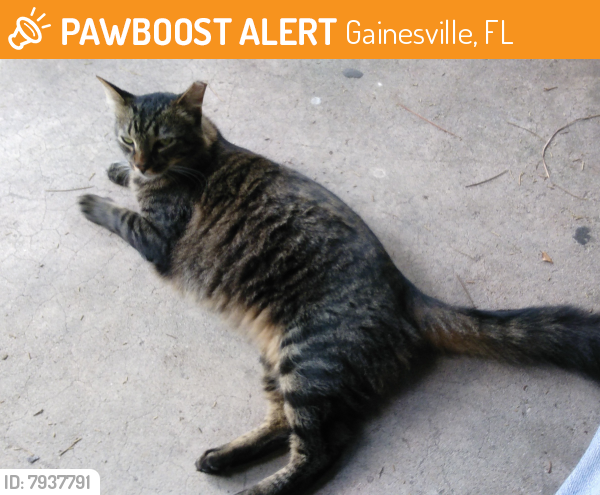 Found/Stray Unknown Cat last seen 45th Ave and 6th Street , Gainesville, FL 32605