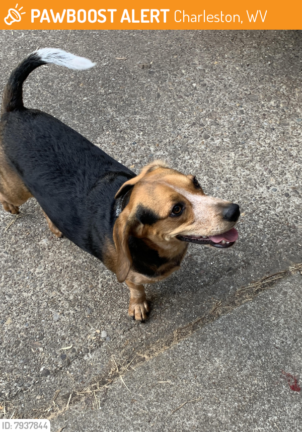 Found/Stray Unknown Dog last seen Garrison Ave , Charleston, WV 25302