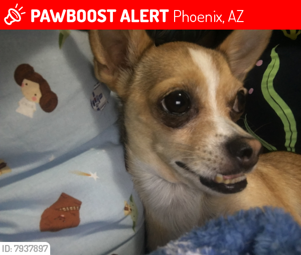 Deceased Male Dog last seen 7th st and Grover , Phoenix, AZ 85022