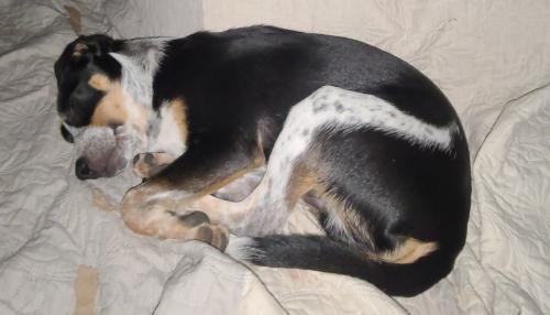 Lost Male Dog last seen Sedillo Rd / Anne Ct close to 217/Rt66, Tijeras, NM 87059
