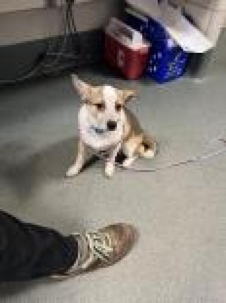 Shelter Stray Male Dog last seen Fairfax County, VA , Fairfax, VA 22032