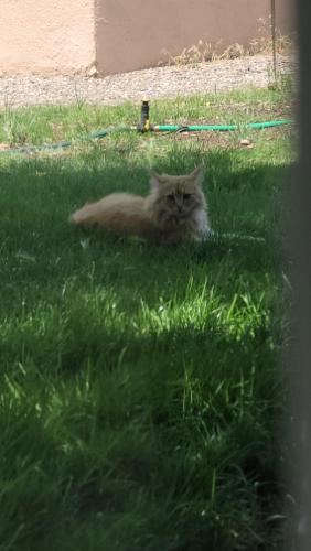 Found/Stray Unknown Cat last seen La Veta St, Albuquerque, NM 87110