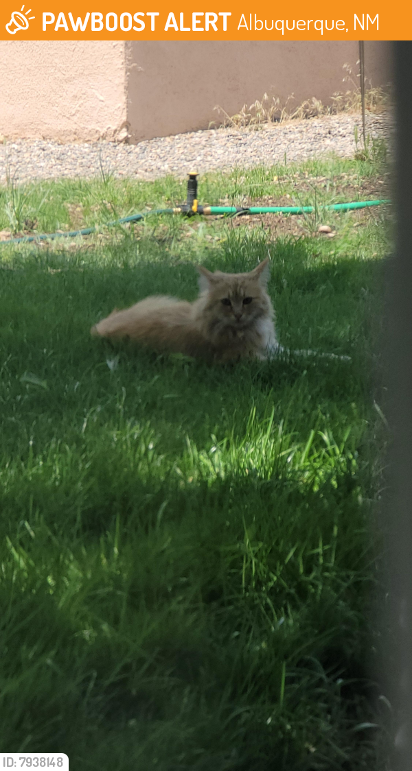 Found/Stray Unknown Cat last seen La Veta St, Albuquerque, NM 87110