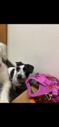 Lost Female Dog last seen Appleton Rd and Watson, Simi Valley, CA 93065