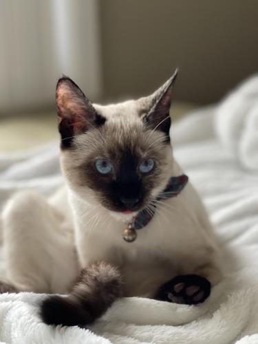 Lost Female Cat last seen McDowell, Phoenix, AZ 85035