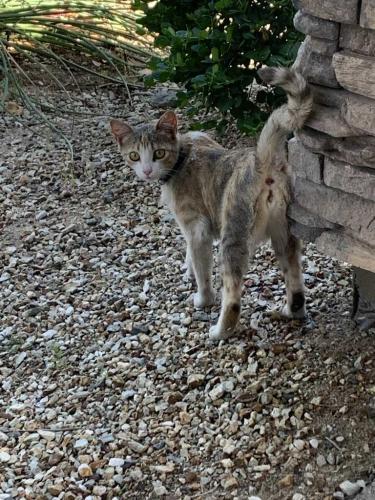 Found/Stray Female Cat last seen Blossom Hills I Community - Constance Way, Phoenix, AZ 85042