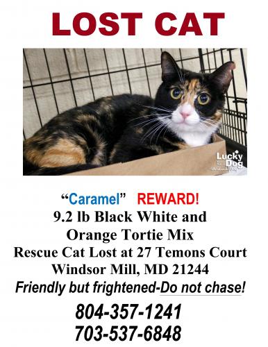 Lost Female Cat last seen Near Temons Court Windsor Mill MD 21244, Woodlawn, MD 21244