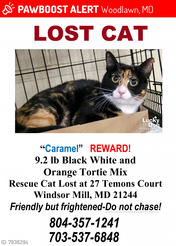 Found/Stray Female Cat last seen Near Temons Court Windsor Mill MD 21244, Woodlawn, MD 21244