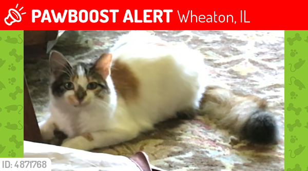 Deceased Female Cat last seen Grand and Barry Aves., Wheaton, IL 60187, Wheaton, IL 60187