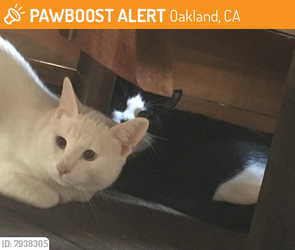 Found/Stray Unknown Cat last seen Coolidge Ave and Coolidge Terrace, Oakland, CA 94602