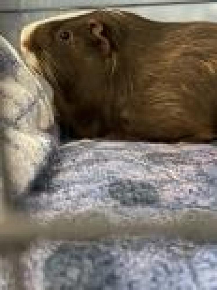 Shelter Stray Male Guinea pig last seen Oakland, CA , Oakland, CA 94601