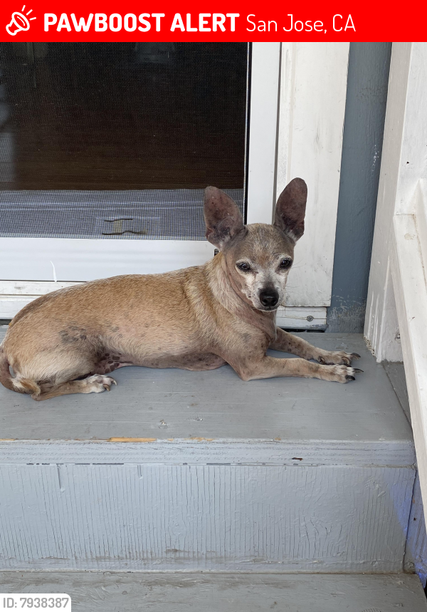Lost Male Dog last seen Hermitage pl, San Jose, CA 95134