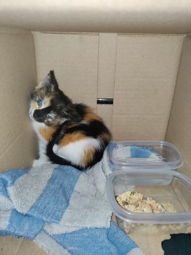 Found/Stray Female Cat last seen University Dr and county club, Mesa, AZ 85201