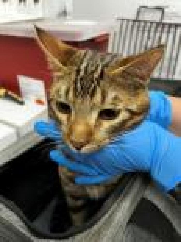 Shelter Stray Male Cat last seen Oakland, CA , Oakland, CA 94601