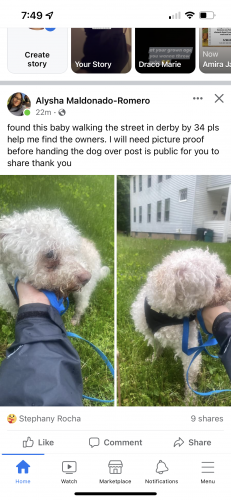 Found/Stray Male Dog last seen Route 34, Derby, CT 06401