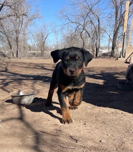 Lost Female Dog last seen Isleta and Blake , South Valley, NM 87105