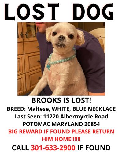 Lost Male Dog last seen Albermyrtle road piney meeting hse , Potomac, MD 20854