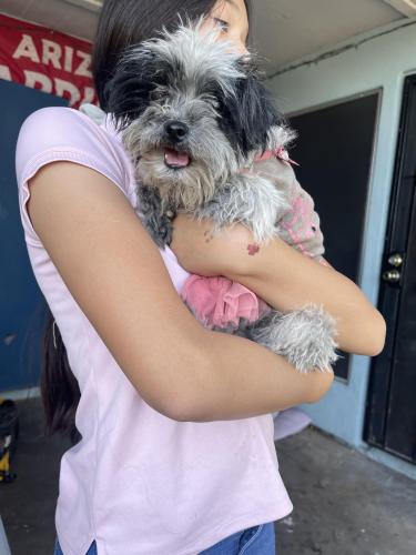 Found/Stray Female Dog last seen 67th Ave and Bethany  Rd , Glendale, AZ 85301