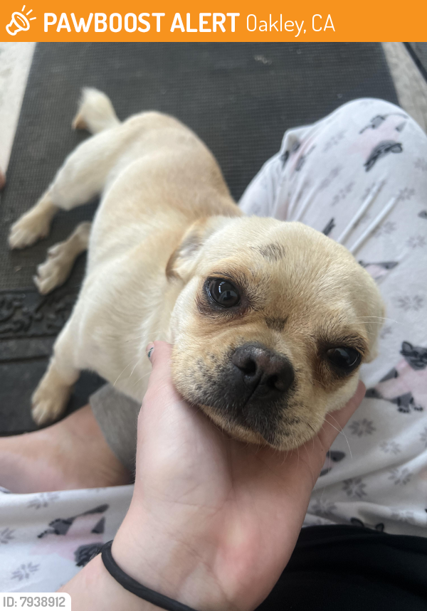 Found/Stray Male Dog last seen East cypress and sellers, Oakley, CA 94561