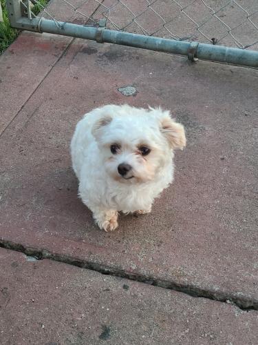 Lost Female Dog last seen 91st And A ST, Oakland, CA 94603
