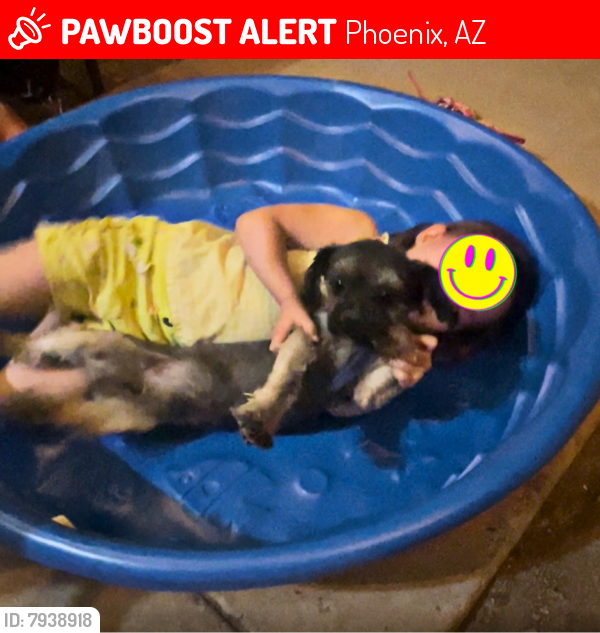Lost Male Dog last seen Near ave & osborn rd , Phoenix, AZ 85031