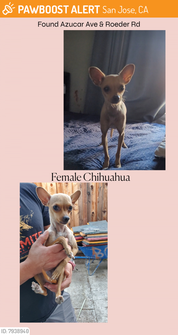 Rehomed Female Dog last seen Azucar Ave & Roeder Rd, San Jose, CA 95111