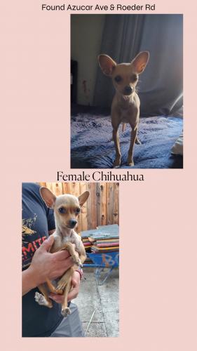 Found/Stray Female Dog last seen Azucar Ave & Roeder Rd, San Jose, CA 95111