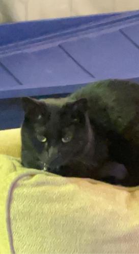 Lost Female Cat last seen Tesoro apmts, Albuquerque, NM 87113
