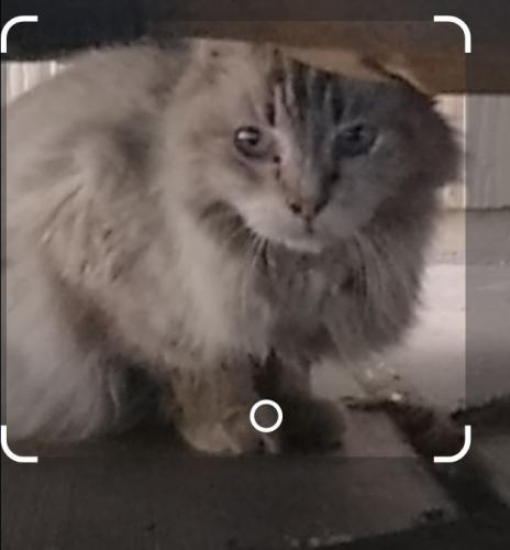 Found/Stray Unknown Cat last seen Northern and 43rd ave, Phoenix, AZ 85051