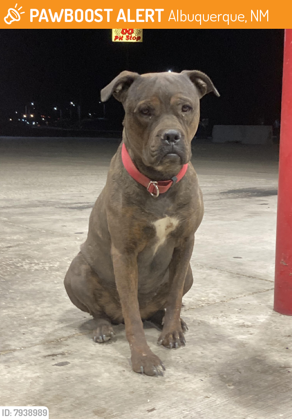 Found/Stray Female Dog last seen Near Pit Stop gas station, Albuquerque, NM 87121
