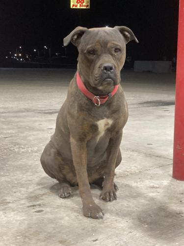 Found/Stray Female Dog last seen Near Pit Stop gas station, Albuquerque, NM 87121