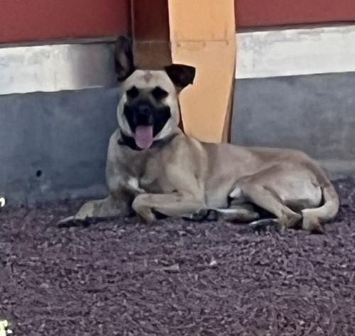 Found/Stray Unknown Dog last seen Between W Madison and W Jackson and S 20th Ave and 19th Ave,  behind the AZ State Library Archive’s Building, Phoenix, AZ 85009