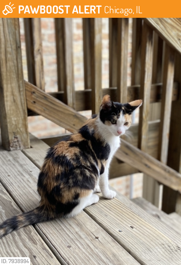 Found/Stray Female Cat last seen Grand and Avers, Chicago, IL 60651