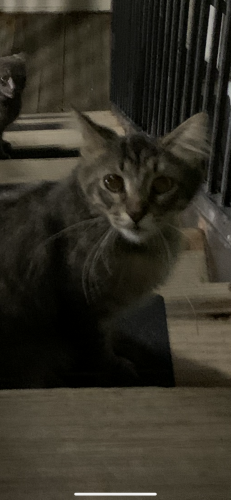 Found/Stray Unknown Cat last seen Spring Creek Apts, Columbus, OH 43229